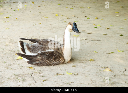 einzelne graue Gans auf dem Boden Stockfoto