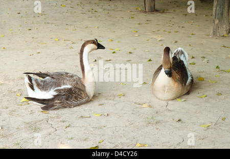 zwei graue Gans auf dem Boden Stockfoto