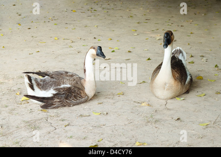 zwei graue Gans auf dem Boden Stockfoto