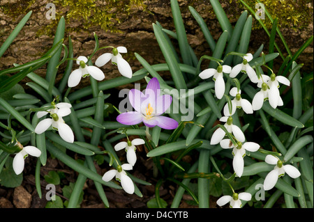 Schneeglöckchen und Krokus Blumen Stockfoto