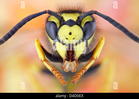 Leiter der deutschen Wespe (Vespula Germanica), extreme Nahaufnahme Stockfoto