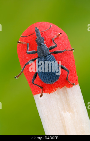 Rüsselkäfer Oxystoma Ochropus auf eine Matchstick, extreme Nahaufnahme Stockfoto