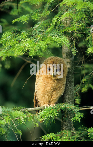Waldkauz (Strix Aluco) Jungvogel junger Waldkauz • Ostalbkreis, Baden-Württemberg; Deutschland, Deutschland Stockfoto