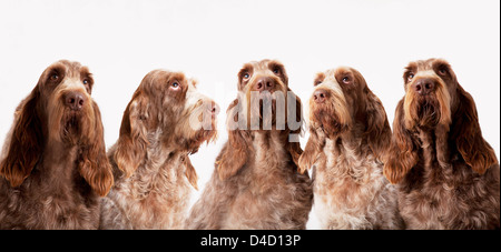 Gruppe von identischen Hunde beisammen sitzen Stockfoto
