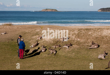 Älteres Ehepaar vorbei an östlichen Grey Kangaroo kiesiger Strand Murramarang National Park Süd Küste New South Wales Australia Stockfoto