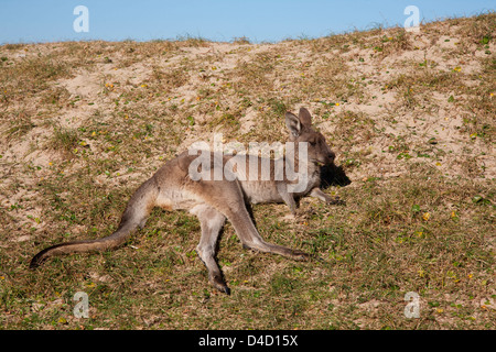 Young östlichen Grey Kangaroo entspannen Sie sich auf den Sand Kies Strand Murramarang National Park Süd Küste New South Wales Australia Stockfoto