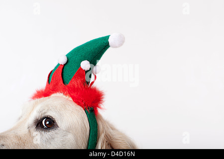 Der Hund trägt Weihnachtsmütze hautnah Stockfoto