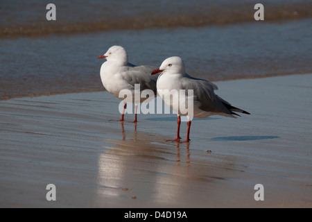 Zwei Silber-Möwen (Larus Novaehollandiae) auf die Brandung am Strand Batemans Bay South Coast NSW Australia Stockfoto