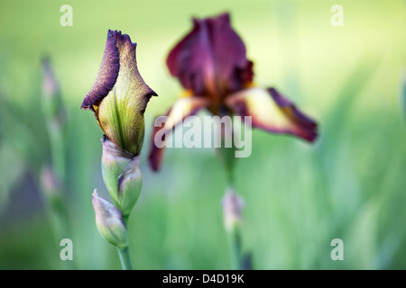 Iris Barbata Provencal Stockfoto