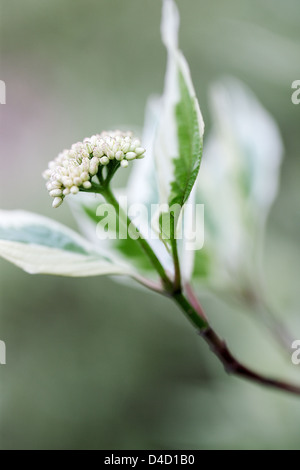 Cornus Alba Elegantissima Stockfoto