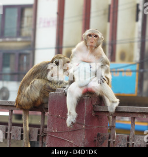 weiblicher Affe sitzt auf Zaun in der Stadt Stockfoto