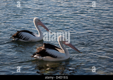 Zwei australische Pelikane schwimmen auf dem Wasser bei Bermagui Saphir Küste NSW Australia Stockfoto