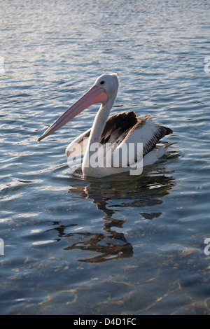 Australische Pelican schwimmen auf dem Wasser bei Bermagui Saphir Küste NSW Australia Stockfoto