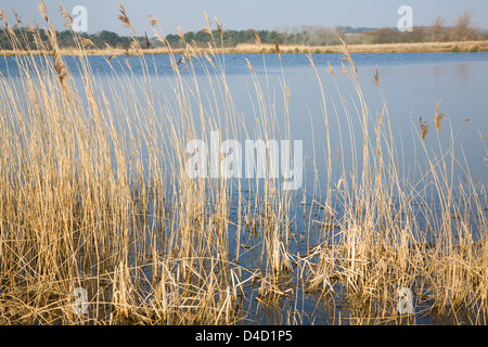 Schilf wächst See im Winter bei Bawdsey, Suffolk, England Stockfoto