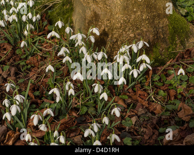 Schneeglöckchen in Holz in Yorkshire UK Stockfoto