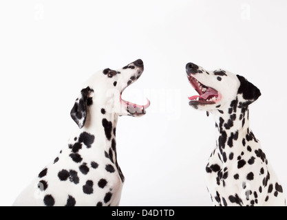 Hunde heulen sich gegenseitig Stockfoto