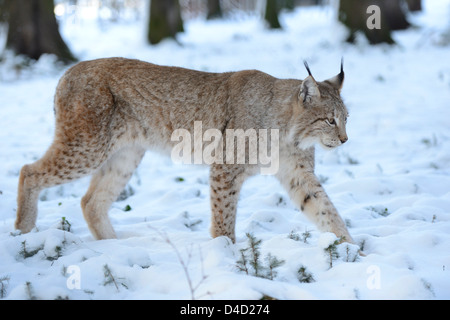 Lynx Lynx Luchs im Schnee, Bayern, Deutschland, Europa Stockfoto