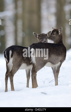 Zwei Damhirsche, Cervus Dama, im Schnee, Bayern, Deutschland, Europa Stockfoto