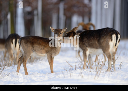 Damhirsche, Cervus Dama, im Schnee, Bayern, Deutschland, Europa Stockfoto