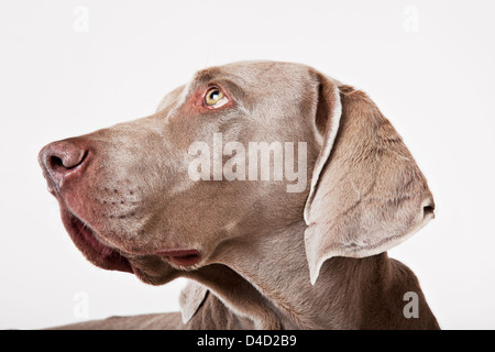 Nahaufnahme eines Hundes Gesicht Stockfoto