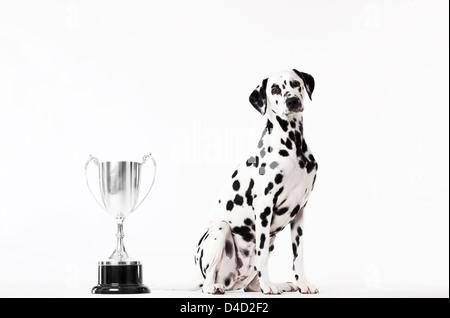 Hundesitting von trophy Stockfoto