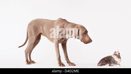 Hund und Katze sahen einander Stockfoto