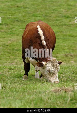 Hereford Bull grasen auf der Weide, UK Stockfoto