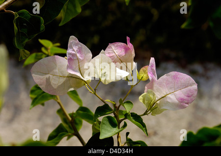 Blass rosa Bougainvillea wachsen auf Kreta Stockfoto