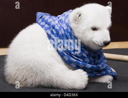 Polar Bear Cub Flocke spielt mit einem Geschirrtuch im Zoo Nürnberg, 10. März 2008. Wie der Zoo schon verrät, hat Flocke Outddor Gehäuse am 11. März 2008 seinen ersten Ausflug gemacht. (Anmerkung des Herausgebers: aktuelle Fotos von der Exkursion in das Freigehege für 11. März 2008 erwartet.) Foto: Stadt Nürnberg / RALF SCHEDLBAUER / HO / redaktionelle Nutzung nur Stockfoto