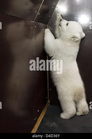 Polar Bear Cub Flocke steht aufrecht an eine Wand im Zoo Nürnberg, 10. März 2008. Wie der Zoo schon verrät, hat Flocke Outddor Gehäuse am 11. März 2008 seinen ersten Ausflug gemacht. (Anmerkung des Herausgebers: aktuelle Fotos von der Exkursion in das Freigehege für 11. März 2008 erwartet.) Foto: Stadt Nürnberg / RALF SCHEDLBAUER / HO / redaktionelle Nutzung nur Stockfoto