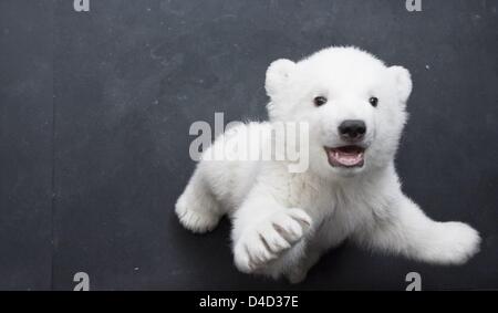 Polar Bear Cub Flocke steht aufrecht an eine Wand im Zoo Nürnberg, 10. März 2008. Wie der Zoo schon verrät, hat Flocke Outddor Gehäuse am 11. März 2008 seinen ersten Ausflug gemacht. (Anmerkung des Herausgebers: aktuelle Fotos von der Exkursion in das Freigehege für 11. März 2008 erwartet.) Foto: Stadt Nürnberg / RALF SCHEDLBAUER / HO / redaktionelle Nutzung nur Stockfoto