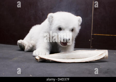 Polar Bear Cub Flocke spielt mit einem Knochen im Zoo Nürnberg, 10. März 2008. Wie der Zoo schon verrät, hat Flocke Outddor Gehäuse am 11. März 2008 seinen ersten Ausflug gemacht. (Anmerkung des Herausgebers: aktuelle Fotos von der Exkursion in das Freigehege für 11. März 2008 erwartet.) Foto: Stadt Nürnberg / RALF SCHEDLBAUER / HO / redaktionelle Nutzung nur Stockfoto