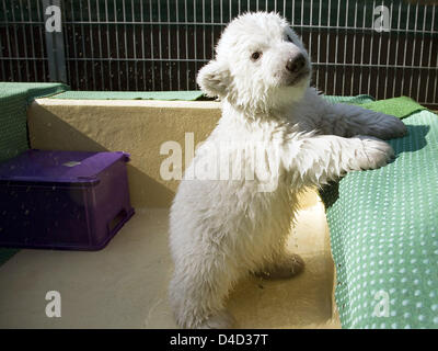 Polar Bear Cub spielt Flocke mit einem Geschirrtuch im Nürnberger Zoo, Deutschland, 10. März 2008. Wie der Zoo schon verrät, hat Flocke Outddor Gehäuse am 11. März 2008 seinen ersten Ausflug gemacht. (Anmerkung des Herausgebers: aktuelle Fotos von der Exkursion in das Freigehege für 11. März 2008 erwartet.) Foto: Stadt Nürnberg / RALF SCHEDLBAUER / HO / redaktionelle Nutzung nur Stockfoto