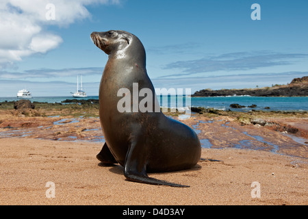 Galapagos-Seelöwen, Zalophus Wollebaeki, Bartolome Insel, Galapagos-Inseln, Ecuador, Südamerika, Amerika Stockfoto