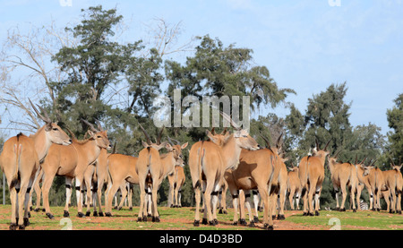 Eine Herde von gemeinsame Eland (Tauro Oryx)