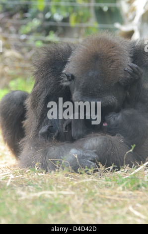 Weibliche Flachlandgorilla umarmt baby Stockfoto