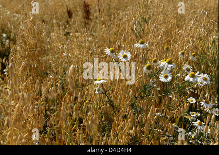 Bio Hafer Ernte mit Geruchlos mayweed und Sauerampfer wächst, Northamptonshire, Großbritannien Stockfoto