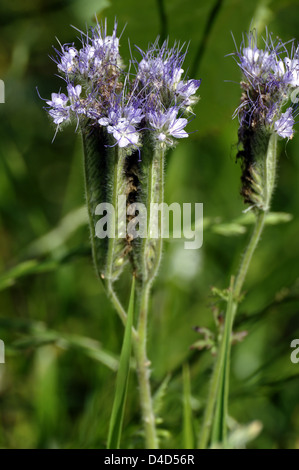 Scorpionweed (Phacelia tanacetifolia) die wachsende, Northamptonshire, Großbritannien Stockfoto