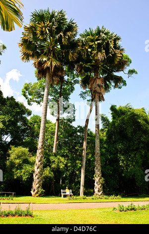 Royal Botanic Gardens, größte von allen Palmen bis 60ft, Umfang, 4ft, wenn Sie ausgewachsen, Immense Fan wie Blätter, Sri Lanka, Ceylon Stockfoto