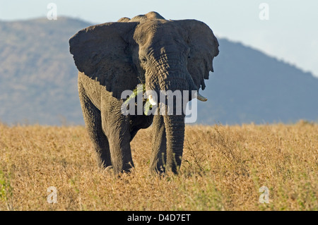 Afrikanischer Elefant, Serengeti Nationalpark, Tansania, Afrika Stockfoto