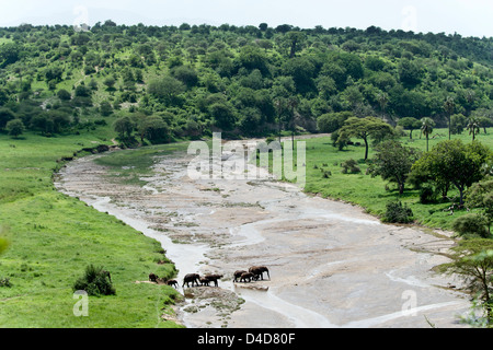 Afrikanische Elefanten, Loxodonta Africana, Tarangire Nationalpark, Tansania, Afrika Stockfoto