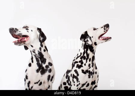 Identische Hunde hecheln zusammen Stockfoto