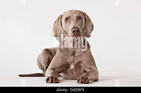 Hund auf Boden Stockfoto