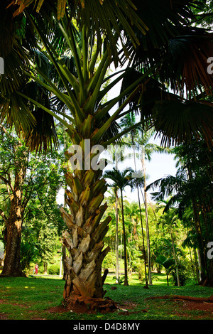 Royal Botanic Gardens, größte von allen Palmen bis 60ft, Umfang, 4ft, wenn Sie ausgewachsen, Immense Fan wie Blätter, Sri Lanka, Ceylon Stockfoto