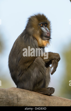 Mandrill (Mandrillus Sphinx) im Augsburger Zoo, Deutschland Stockfoto