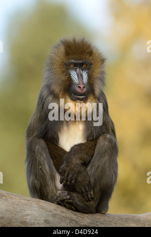 Mandrill (Mandrillus Sphinx) im Augsburger Zoo, Deutschland Stockfoto