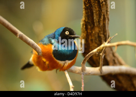 Superb Starling (Glanzstare Superbus) im Augsburger Zoo, Deutschland Stockfoto