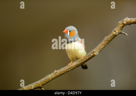 Zebrafinken (Taeniopygia Guttata) im Augsburger Zoo, Deutschland Stockfoto