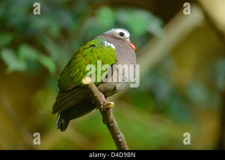 Gemeinsamen Emerald Dove (Chalcophaps Indica) im Augsburger Zoo, Deutschland Stockfoto