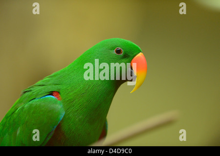 Edelpapagei (Eclectus Roratus) im Augsburger Zoo, Deutschland Stockfoto